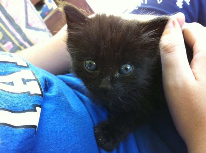 A random cat picture