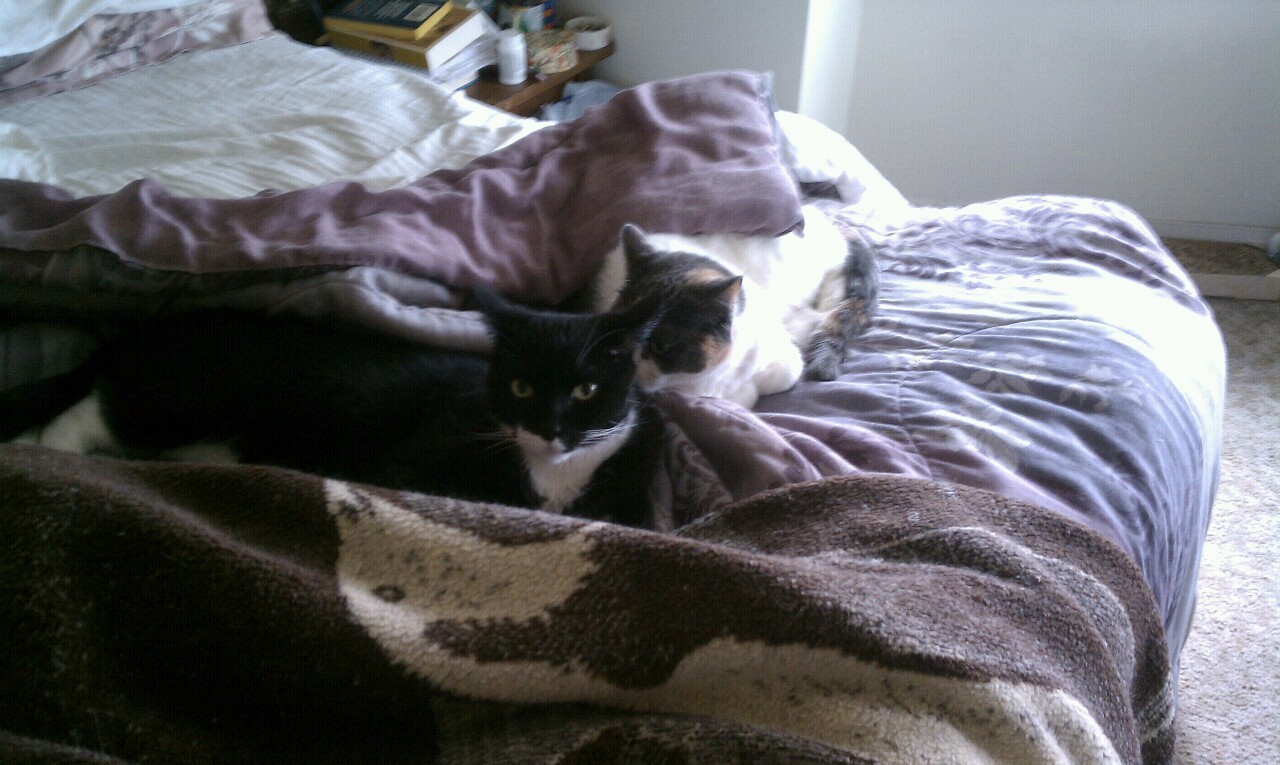 A random cat picture