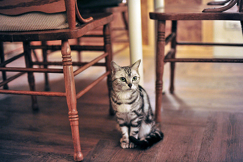 A random cat picture